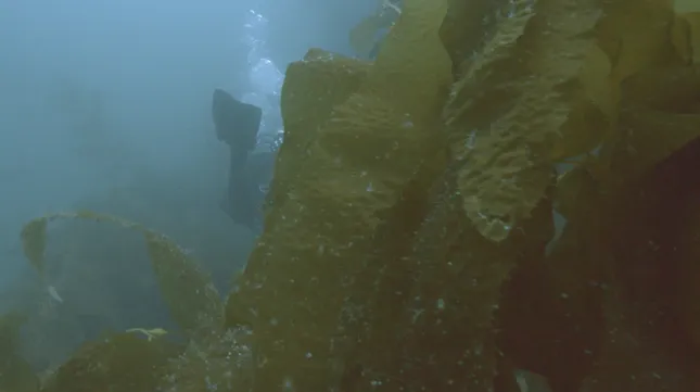 NAUI Underwater Cinematography Class Final Project