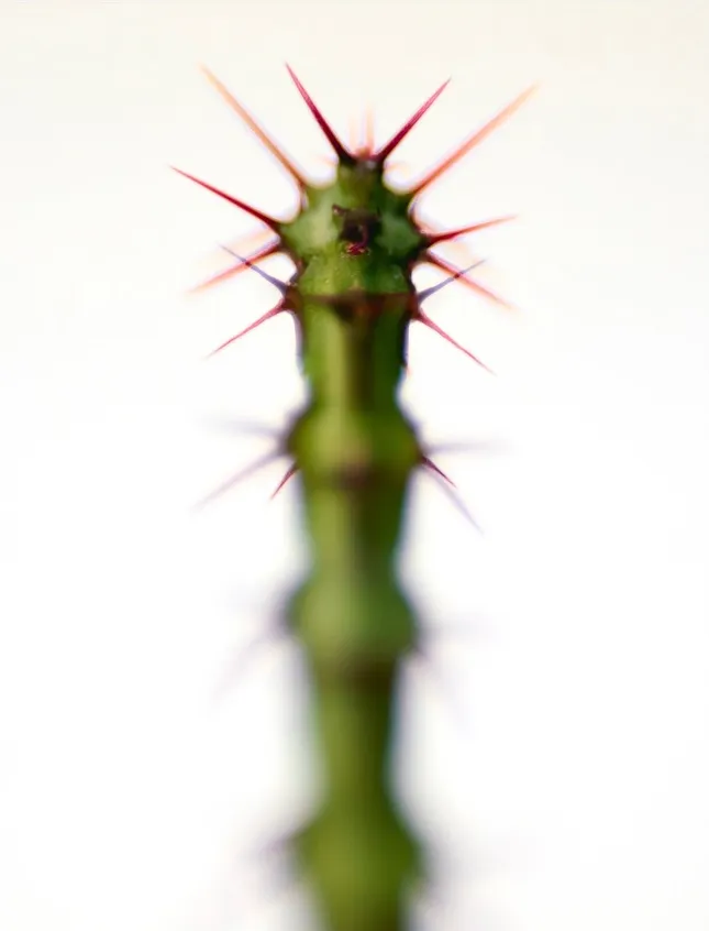 Still Life