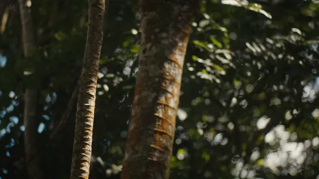 The Breath of Nyungwe