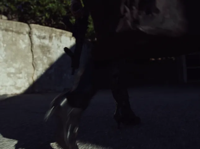 Sid Shyne - Hush (Official Music Video)