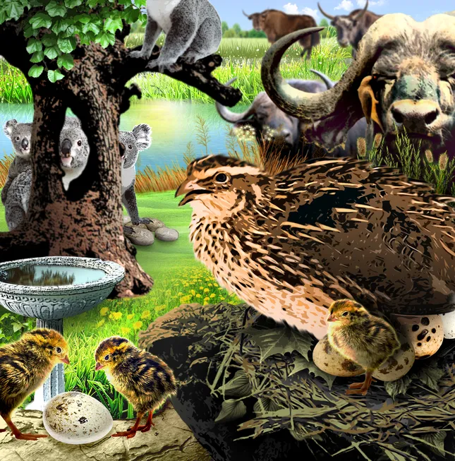 Project image