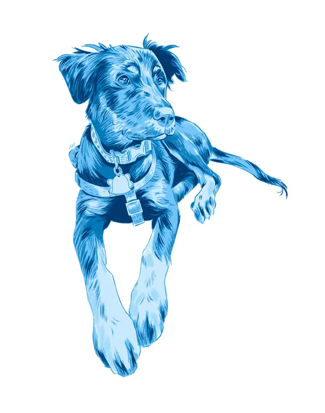 Pet and animal portraits