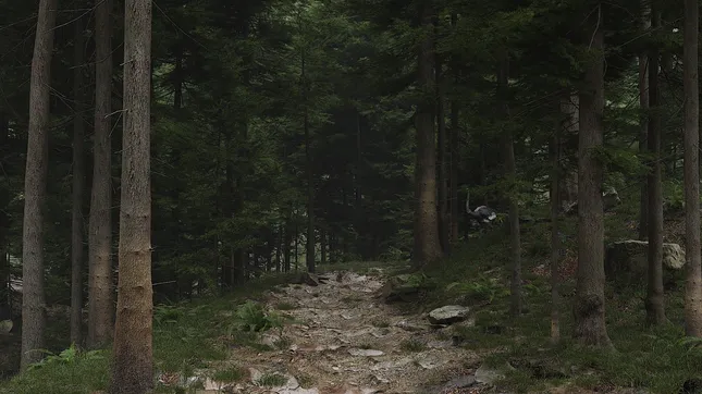 Forest