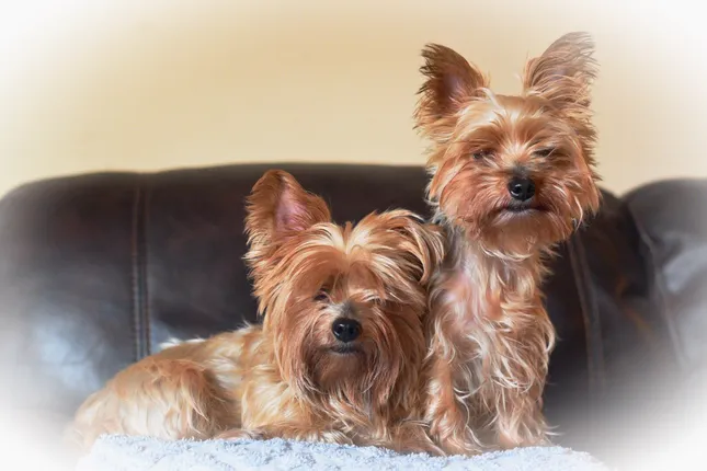 Pups!