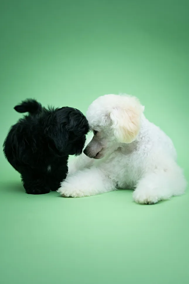 Mojo And Frisco