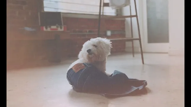 For Every Butt - Levi’s Spec