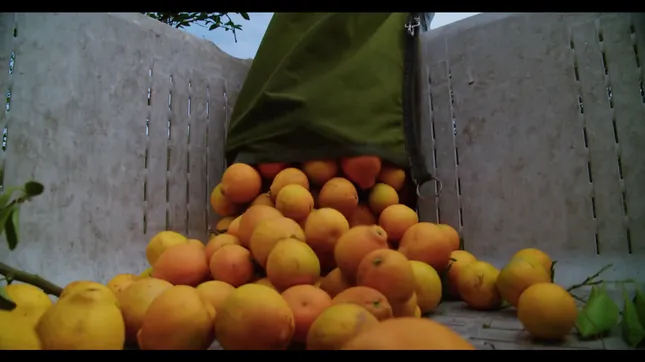 Tree-Ripe Fruit Co. | Rio Farm Honeybell Orange