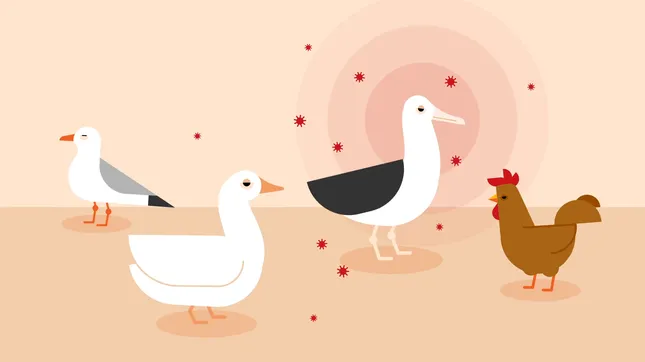 Bird Flu - 2D explainer video