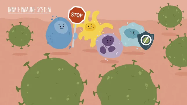 How the Immune System Works - 2D Explainer video