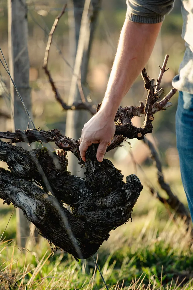 Natural winemakers Vol.2