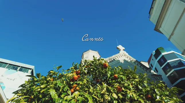 Cannes Edit