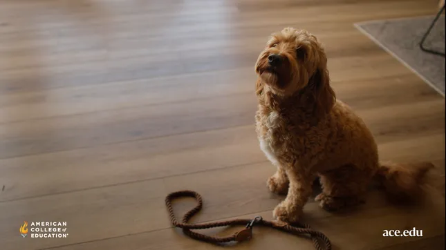 ACE Commercial