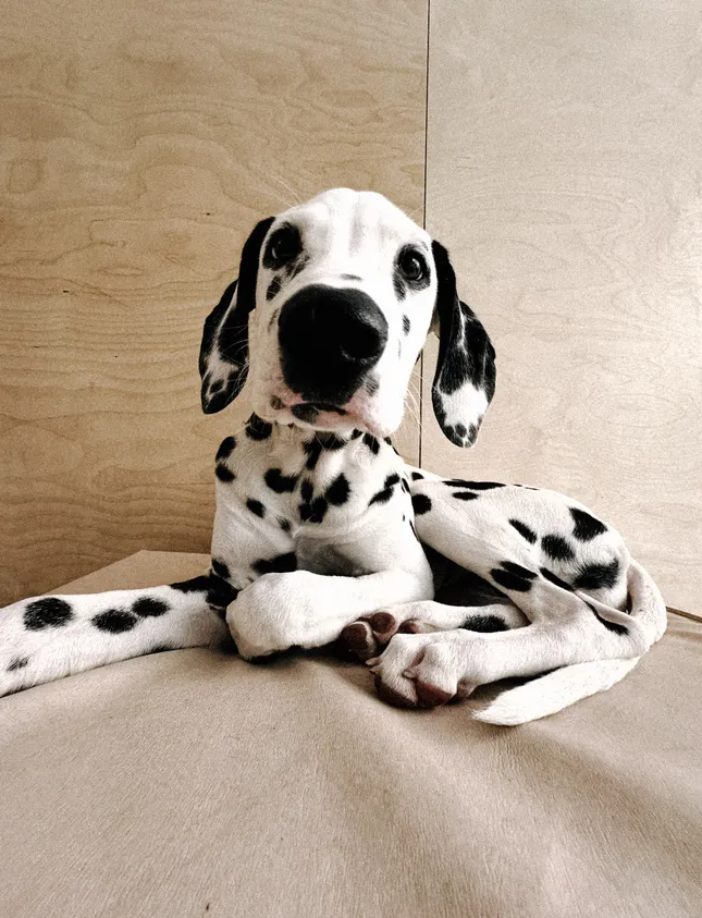Dogs