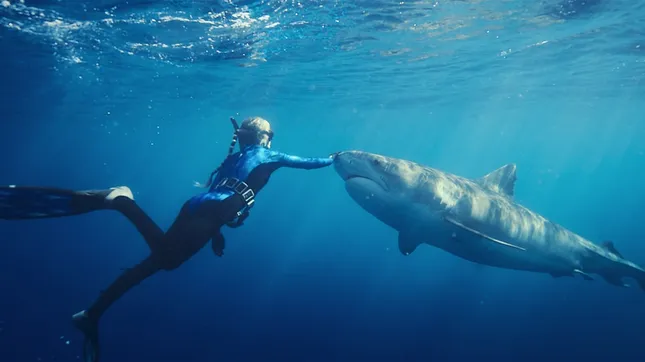Shark Whisperer - Documentary