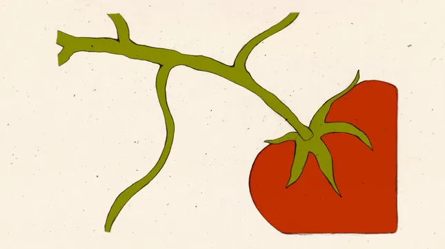 Vine Tomato
