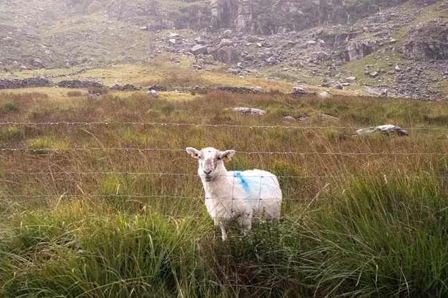 Ireland through my eyes