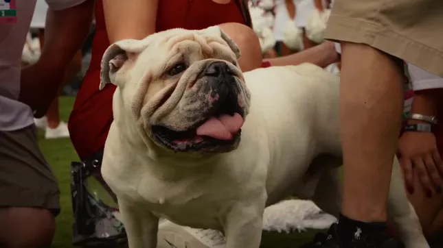 Georgia Football - Fans Week 1 & 2