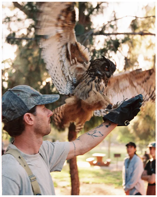 Hawk on Hand Falconry Class with Usal