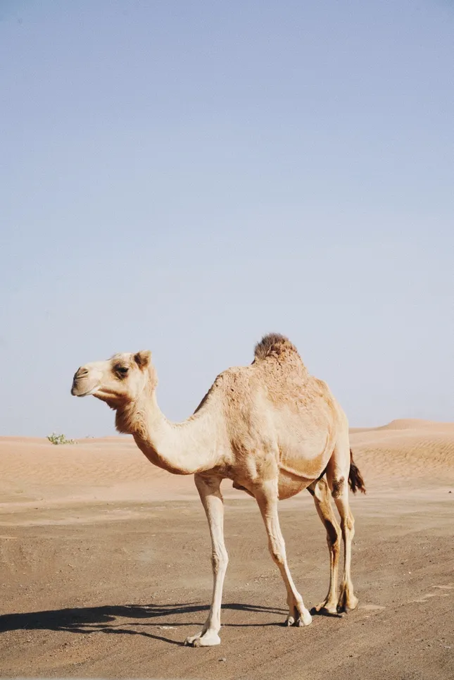 Dubai an Oman