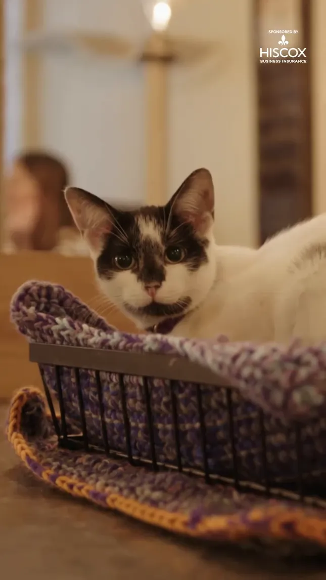 ABC Localish – Secretly Awesome: 'Brooklyn Cat Cafe'