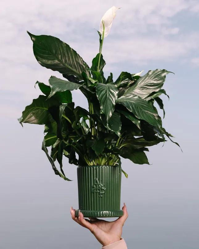 A Plastic plant summer ‘23