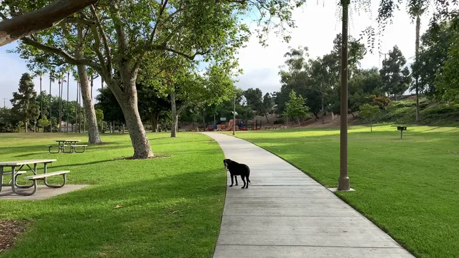 The Second Time I Got To Know My Dog