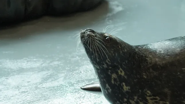 The Aquarium