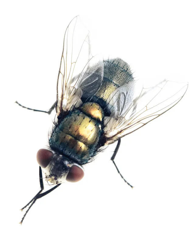 THE FLY