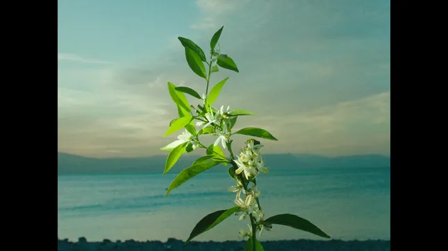 Orange Blossom